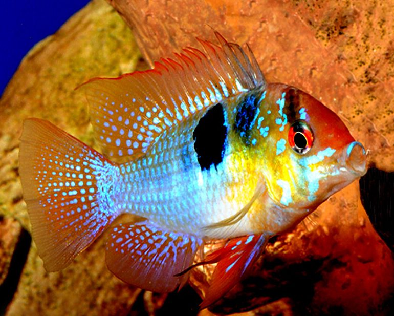 Four-Fingered Flavors